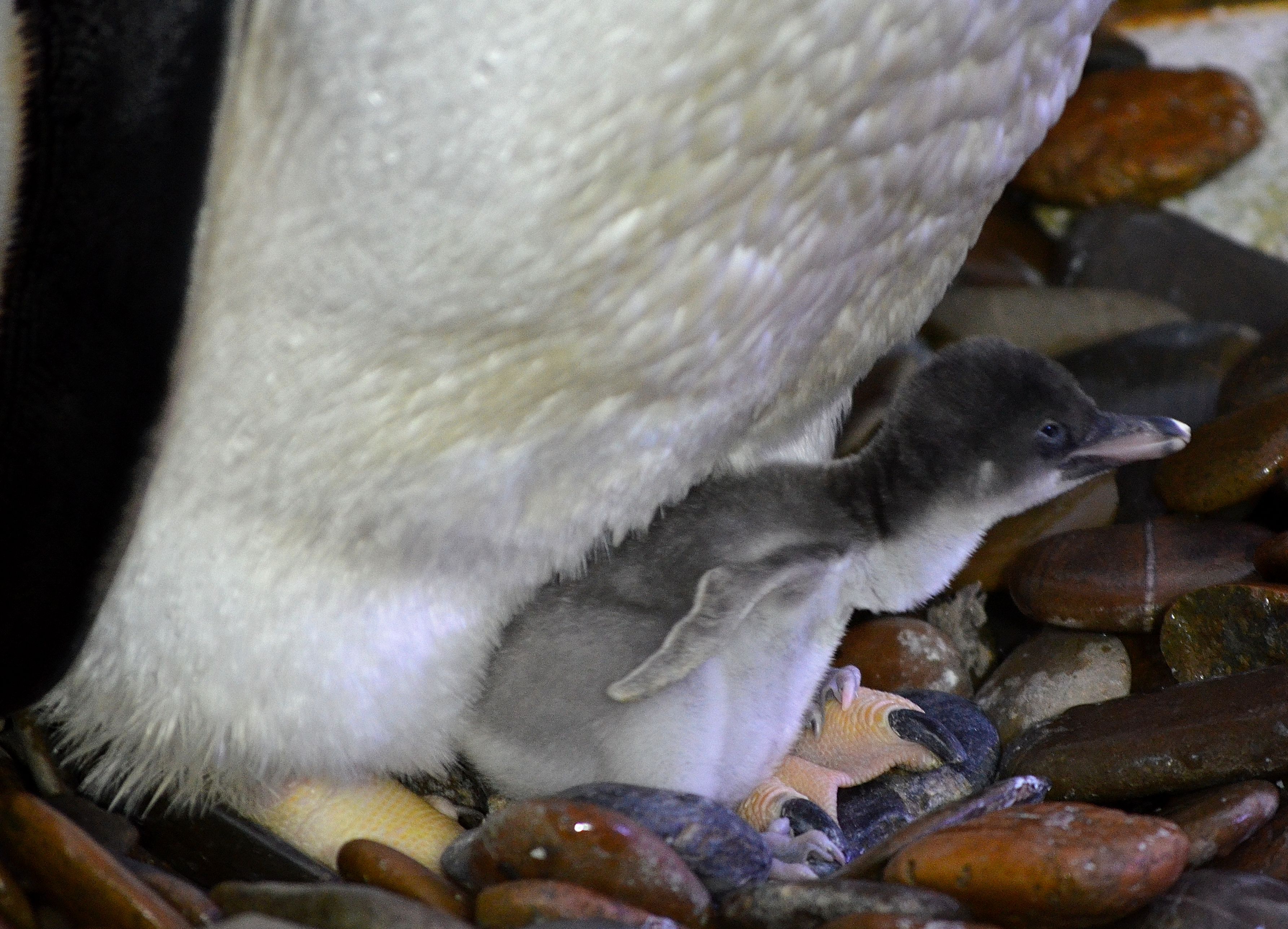 Pinguin Baby am Bodensee geschlüpft, Merlin Entertainments Group ...